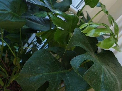 Botanická burza